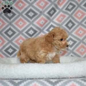 Pixie, Bich-Poo Puppy